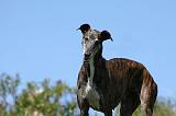 GREYHOUND 044